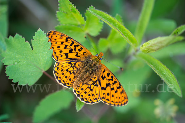 Silberfleck-Perlmuttfalter (Boloria euphrosyne)