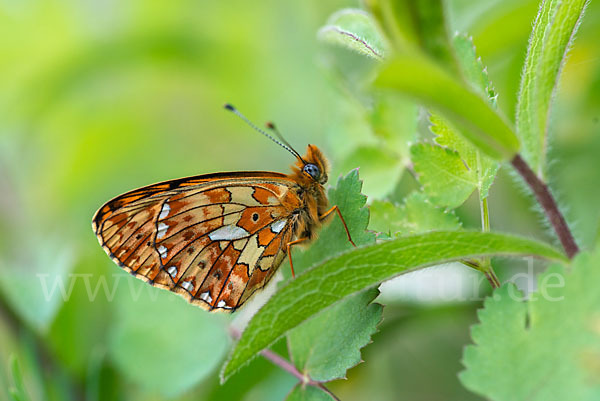 Silberfleck-Perlmuttfalter (Boloria euphrosyne)