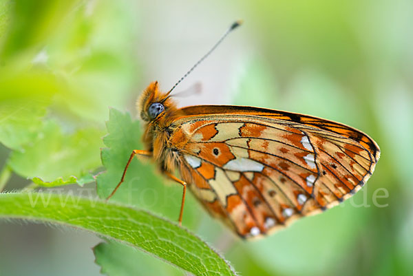 Silberfleck-Perlmuttfalter (Boloria euphrosyne)