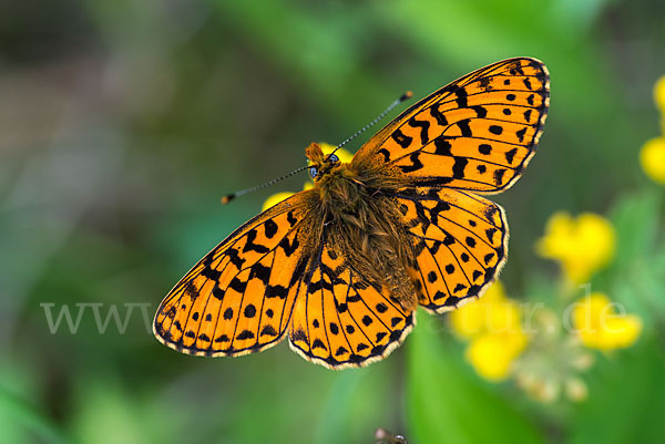 Silberfleck-Perlmuttfalter (Boloria euphrosyne)