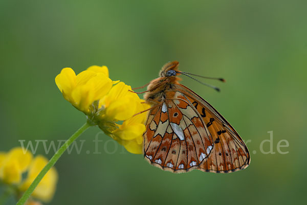 Silberfleck-Perlmuttfalter (Boloria euphrosyne)