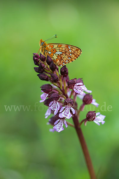 Silberfleck-Perlmuttfalter (Boloria euphrosyne)