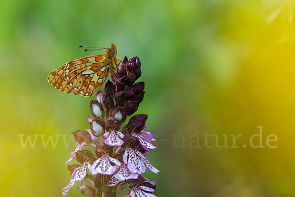 Silberfleck-Perlmuttfalter (Boloria euphrosyne)