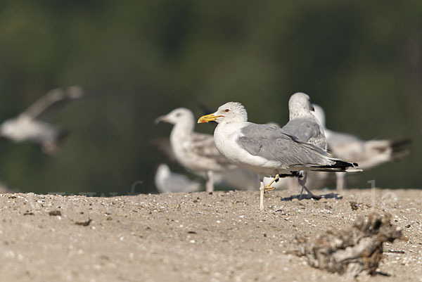 Silbermöwe (Larus argentatus)