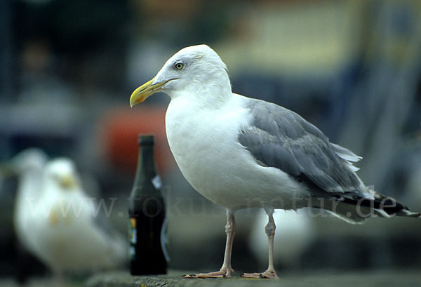 Silbermöwe (Larus argentatus)