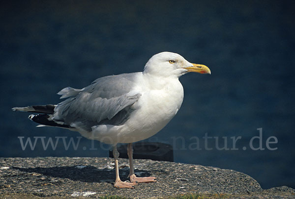 Silbermöwe (Larus argentatus)