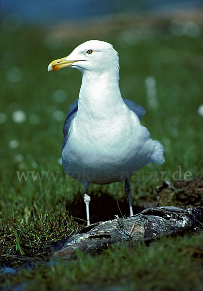 Silbermöwe (Larus argentatus)