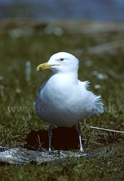 Silbermöwe (Larus argentatus)