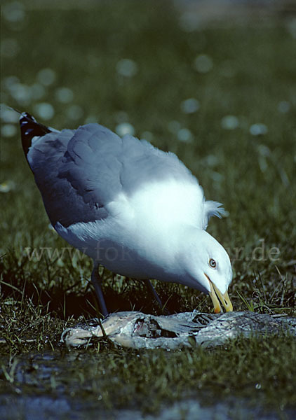 Silbermöwe (Larus argentatus)