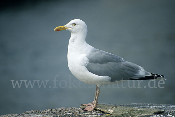 Silbermöwe (Larus argentatus)