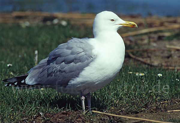 Silbermöwe (Larus argentatus)