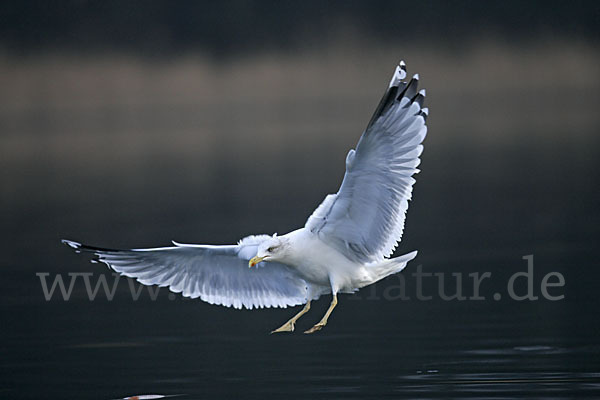 Silbermöwe (Larus argentatus)