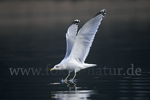 Silbermöwe (Larus argentatus)