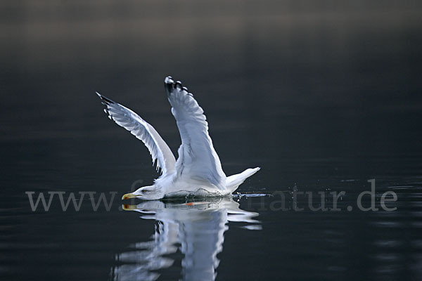 Silbermöwe (Larus argentatus)