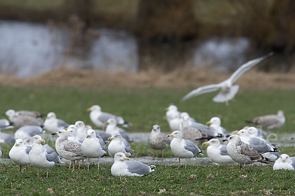 Silbermöwe (Larus argentatus)