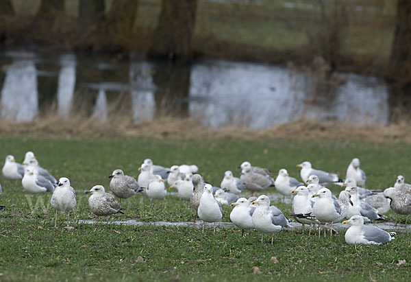 Silbermöwe (Larus argentatus)