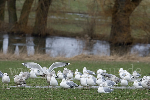 Silbermöwe (Larus argentatus)