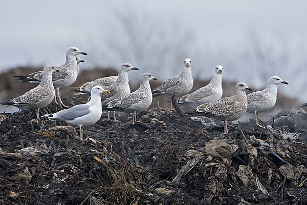 Silbermöwe (Larus argentatus)