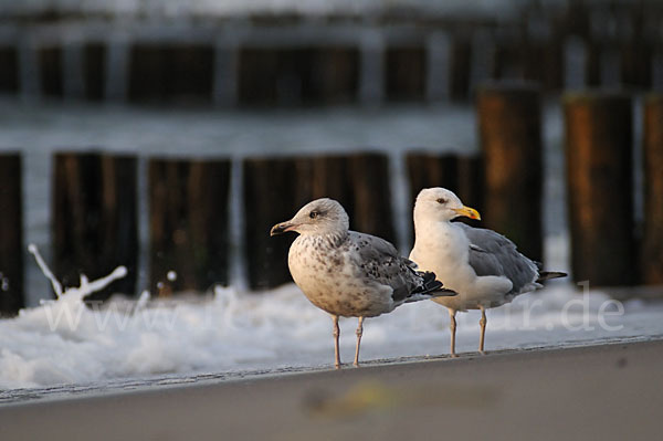 Silbermöwe (Larus argentatus)