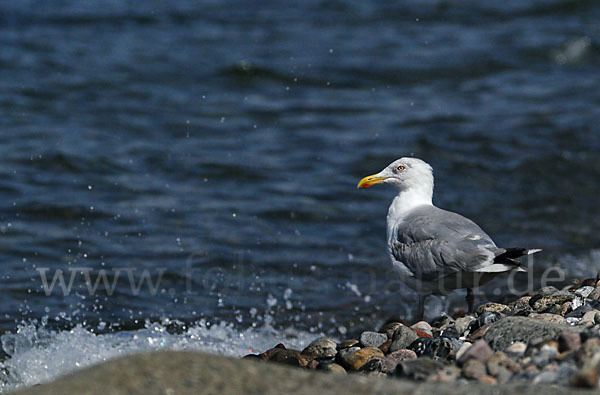 Silbermöwe (Larus argentatus)