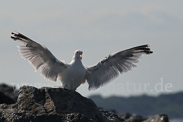 Silbermöwe (Larus argentatus)