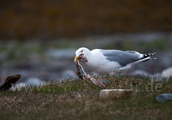 Silbermöwe (Larus argentatus)