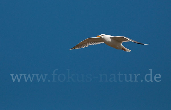 Silbermöwe (Larus argentatus)