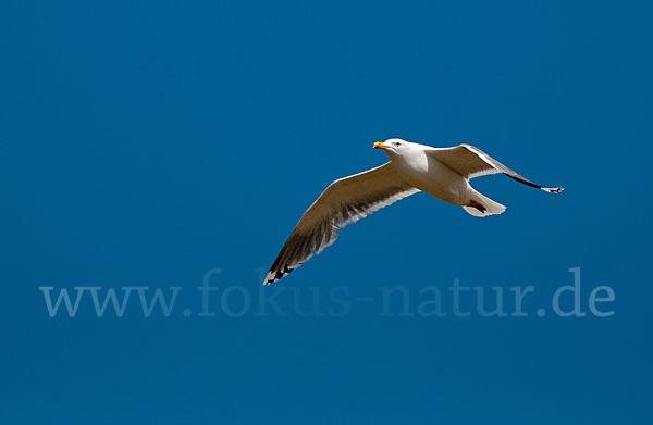 Silbermöwe (Larus argentatus)