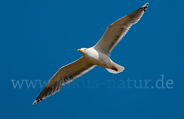 Silbermöwe (Larus argentatus)