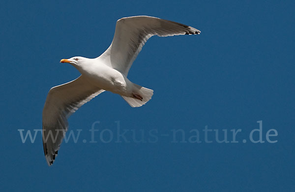 Silbermöwe (Larus argentatus)