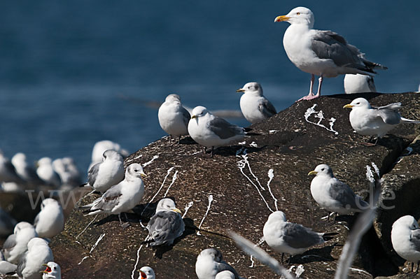 Silbermöwe (Larus argentatus)