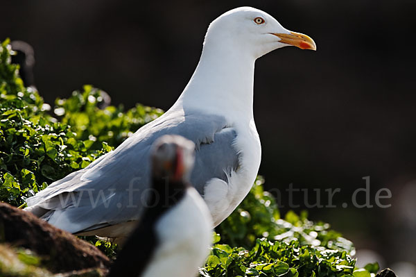 Silbermöwe (Larus argentatus)