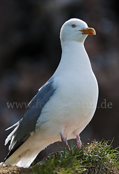 Silbermöwe (Larus argentatus)