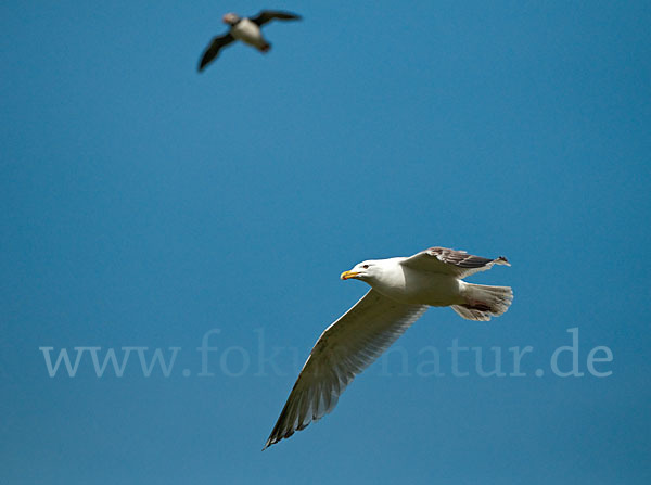 Silbermöwe (Larus argentatus)