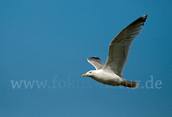 Silbermöwe (Larus argentatus)