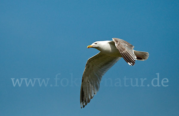 Silbermöwe (Larus argentatus)