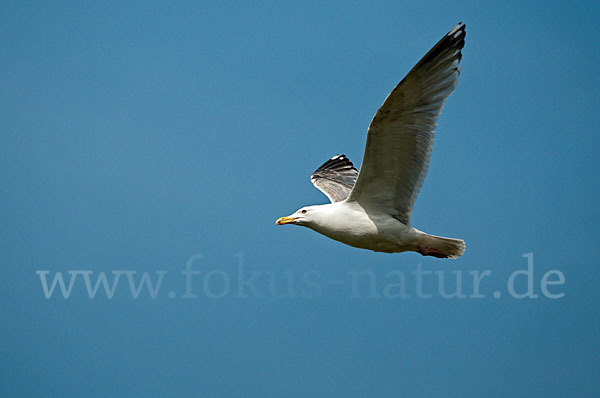 Silbermöwe (Larus argentatus)