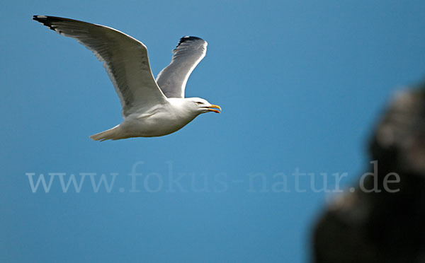 Silbermöwe (Larus argentatus)