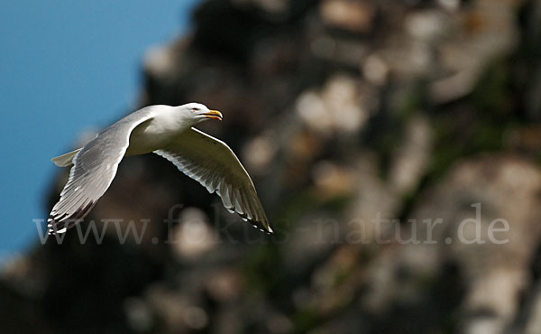 Silbermöwe (Larus argentatus)