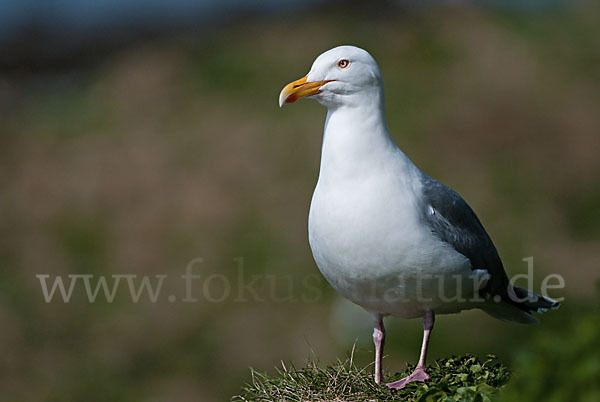 Silbermöwe (Larus argentatus)