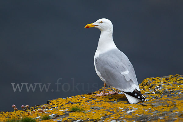 Silbermöwe (Larus argentatus)