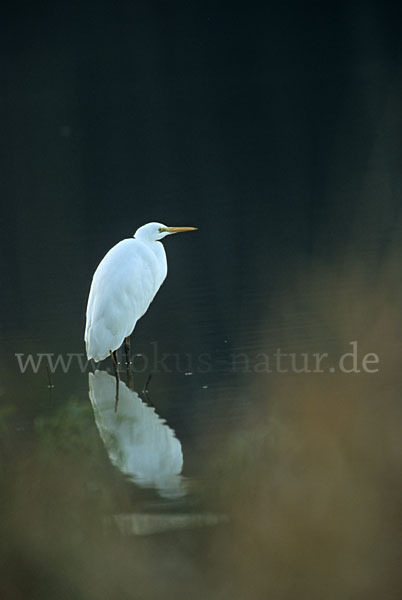 Silberreiher (Egretta alba)