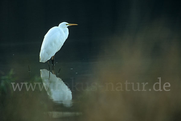 Silberreiher (Egretta alba)