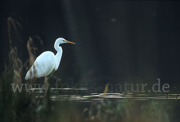 Silberreiher (Egretta alba)