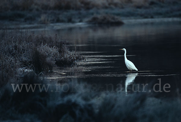 Silberreiher (Egretta alba)