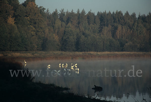 Silberreiher (Egretta alba)