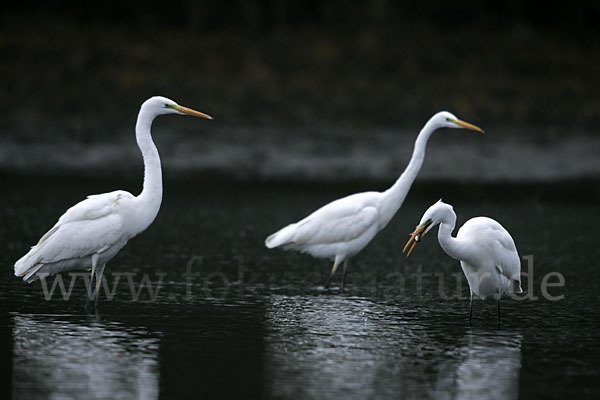 Silberreiher (Egretta alba)