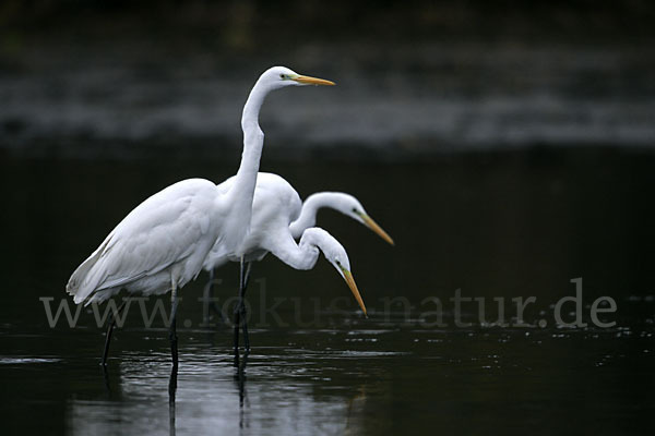 Silberreiher (Egretta alba)