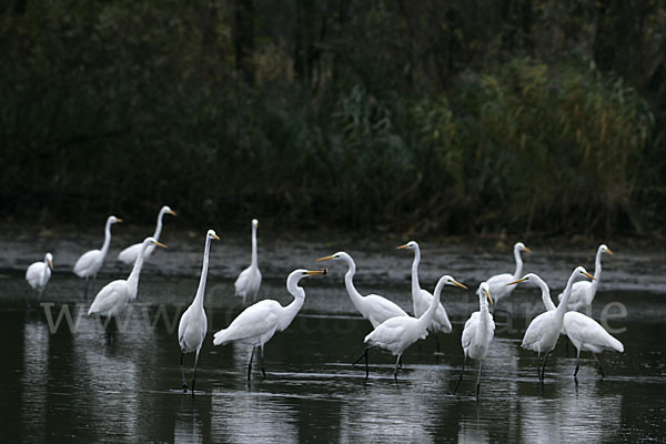 Silberreiher (Egretta alba)