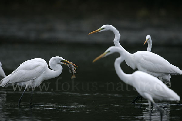 Silberreiher (Egretta alba)